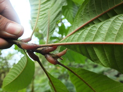 Meliosma simplicifolia simplicifolia