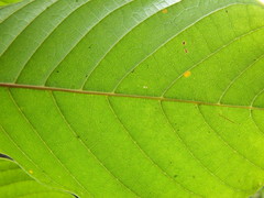 Meliosma simplicifolia simplicifolia
