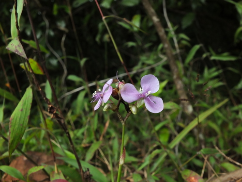 Murdannia simplex (Murdannia simplex)