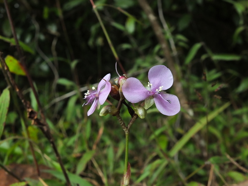 Image of Murdannia simplex by (c) Siddarth Machado, some rights reserved (CC BY)