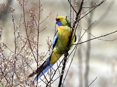 Platycercus elegans flaveolus