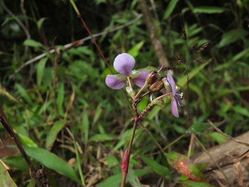 Large Dewflower