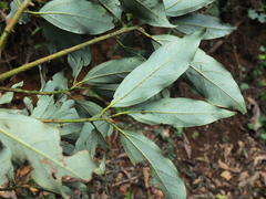 Neolitsea zeylanica