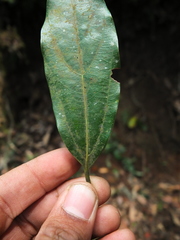 Neolitsea zeylanica
