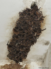 Yellowish Myotis photo 3