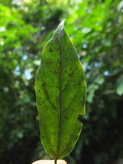 Neolitsea zeylanica