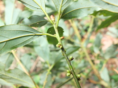 Neolitsea zeylanica