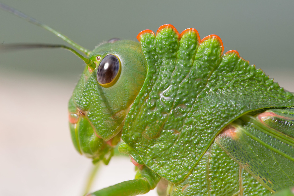 Titanacris humboldtii