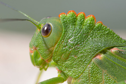 Titanacris humboldtii