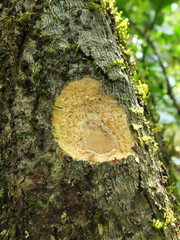 Neolitsea zeylanica