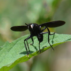 Penthosia satanica