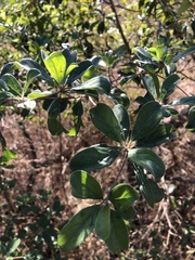 Terminalia phanerophlebia