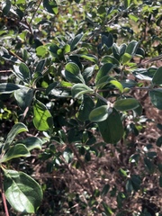 Terminalia phanerophlebia