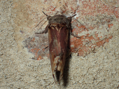 Oedemasia concinna