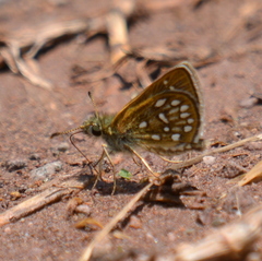 Piruna aea mexicana