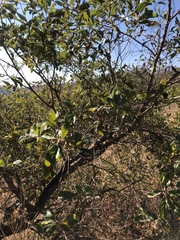 Terminalia phanerophlebia