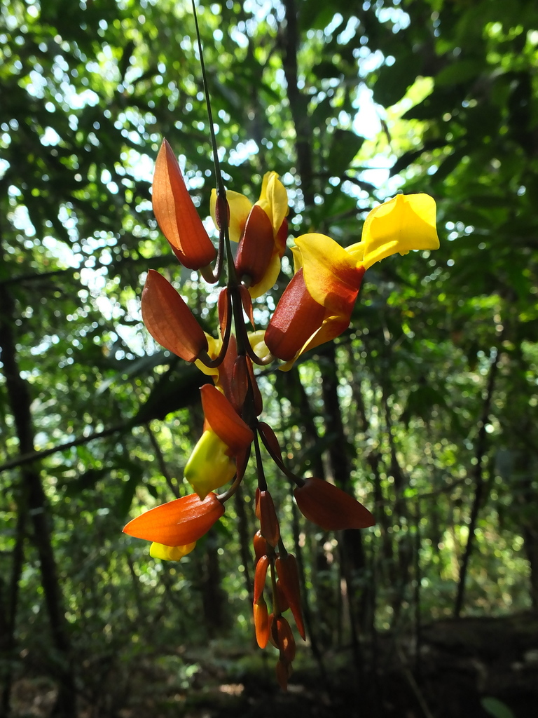Hàm cọp – Thunbergia mysorensis