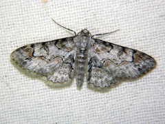 Iridopsis larvaria