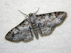 Iridopsis larvaria