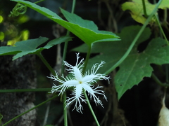Trichosanthes