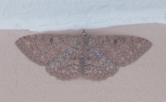 Cyclophora