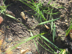 Tritoniopsis antholyza