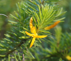 Persoonia acerosa