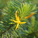Persoonia acerosa - Photo 由 Reiner Richter 所上傳的 (c) Reiner Richter，保留部份權利CC BY-NC-SA