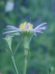Symphyotrichum greatae