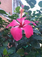 Hibiscus