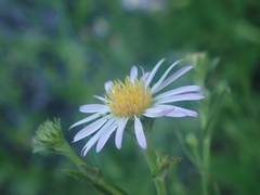 Symphyotrichum greatae
