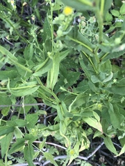 Symphyotrichum greatae