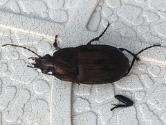 Chlaenius tomentosus