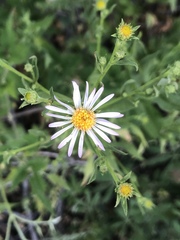 Symphyotrichum greatae