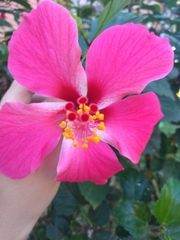 Hibiscus