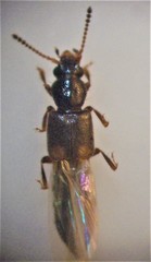 Blediotrogus guttiger