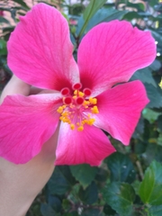 Hibiscus
