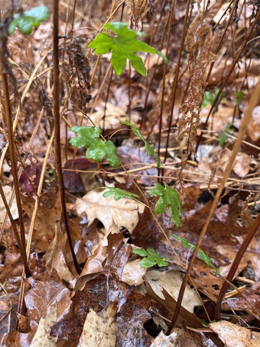 Image of Lygodium palmatum by no rights reserved