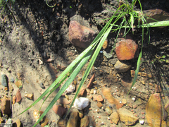 Tritoniopsis antholyza