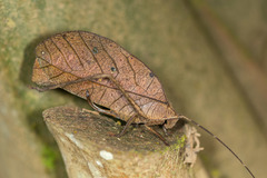 Pterochroza ocellata