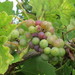 Wine Grape - Photo (c) Andreas Rockstein, some rights reserved (CC BY-SA)