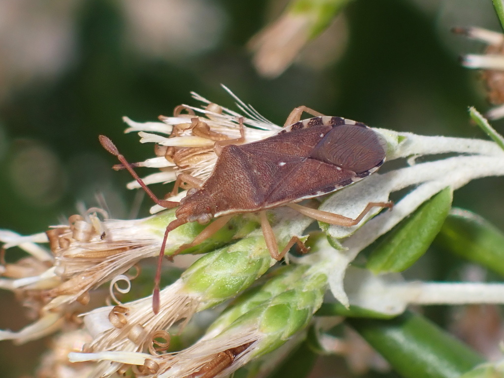 Nirovecus