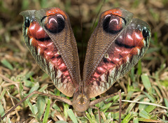 Pterochroza ocellata