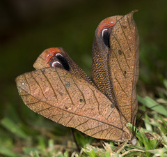 Pterochroza ocellata