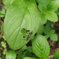 Camponotus singularis