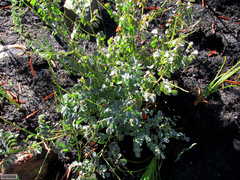 Indigofera langebergensis