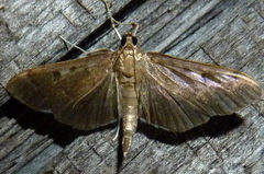 Herpetogramma sphingealis
