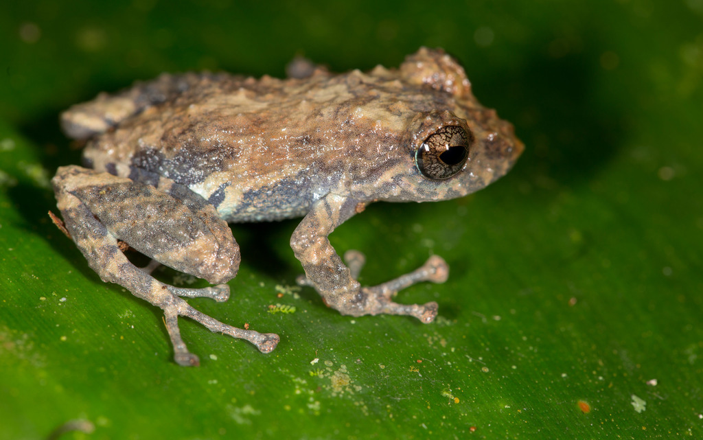 Diadem Rain Frog (Pristimantis diadematus)