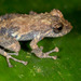 Diadem Rain Frog - Photo (c) Graham Wise, some rights reserved (CC BY-SA)