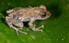Diadem Rain Frog - Photo (c) Graham Wise, some rights reserved (CC BY-SA), uploaded by Graham Wise